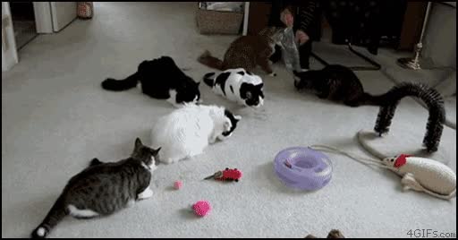 catalizador,asustar,gato troll,susto,escapar,huir