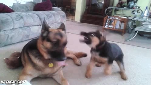 cuidar,perro,cachorro,pastor aleman,jugar,cuanta energia,primo pequeño