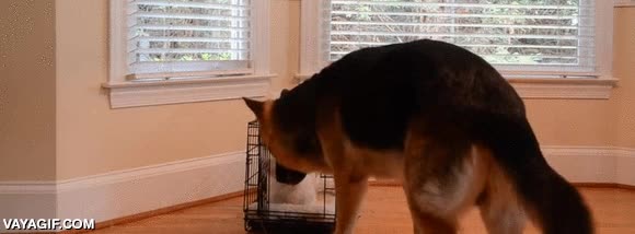 liberar,perro,sacar,jaula,perseguir,oler,algo trama