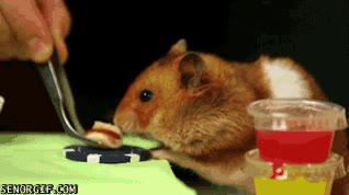 hamster,rival,comer,acumular,comida,carrillos,claro ganador