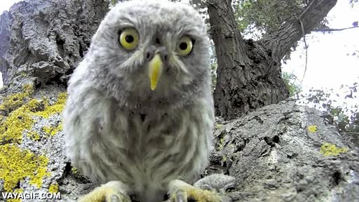 buho,atacar,camara,picar,comestible