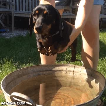 perro,bañar,agua,mojarse,lavar,nadar,por si acaso el va haciendo