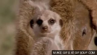 suricata,dormirse,quedarse frito,lunes,ma&ntilde;ana,mucho sue&ntilde;o