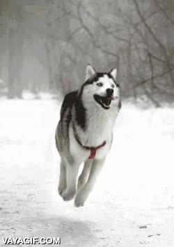 husky,flotar,helicoptero,debe ser primo de Tails,lengua,orejas,cola