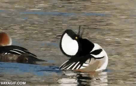 Lo único que me puedo imaginar es una risa malvada sonando risa malvada,sonar,pato,maligna,muajajaja