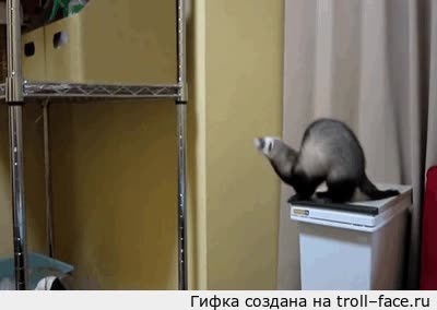 hur&oacute;n,fail,estanteria,saltar,indecisi&oacute;n