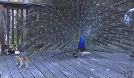 pavo real,jugar,gato,plumas,extender,cola