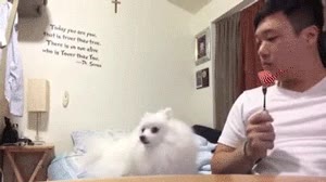 comida,tenedor,hambre,perro,mirar,disimular