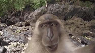 monos,selfie,telefono,foto,posar,camara,grabar