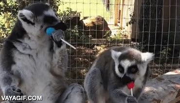 chupa-chups,lemur,lemures,caramelos