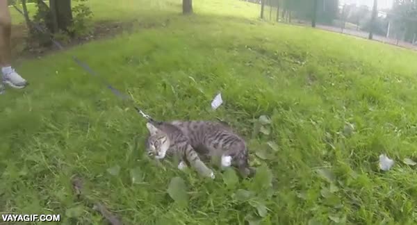 sacar a pasear,arrastrar,cesped,resistencia pacifica,no violencia,resignación