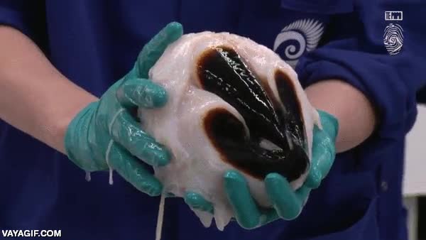 te pica y te atraviesa,atacar,aguijon,pico,calamar gigante,colosal