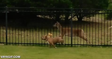 perro,ciervo,jugar,valla,perseguir