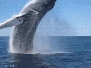 ballena,saltar,agua,salto,big splash