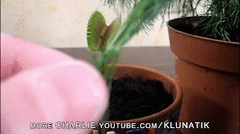 planta carnivora caníbal,comer,otra planta,dill with it,vegetariano,las plantas no te comen porque no se pueden mover