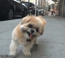 perro,perrito,lengua,cabeza torcida,ladeada,pesar