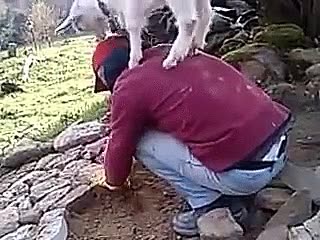 cabra,encima,subirse,espalda,obrero,camino,piedras