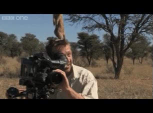 suricata,vigilar,camara,en su cabeza,grabar,documental