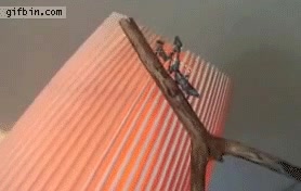 mantis religiosa,cazar,mosca,palo,matamoscas