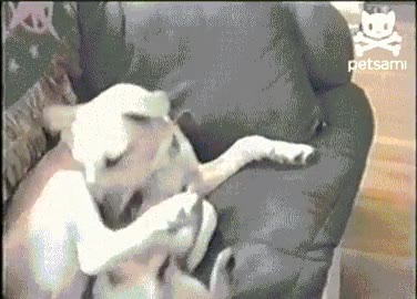 gato,perro,pelea,atacar,cuello,resignacion,darse por vencido,gato pesao