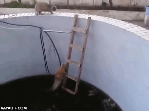 piscina,pozo,gato,escalera,ayudar,karma,fail total