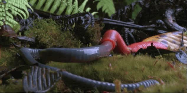 gusano,gigante,comer entero,devorar,absorber