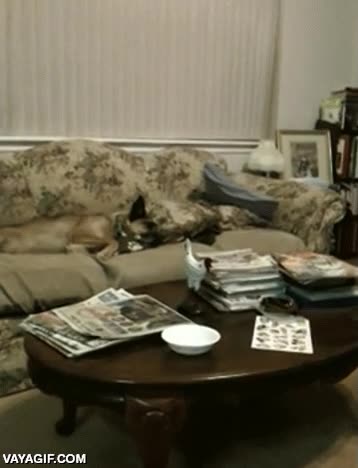 malo,troll,perro,sof&aacute;,tranquilo,gato,asustar,atacar