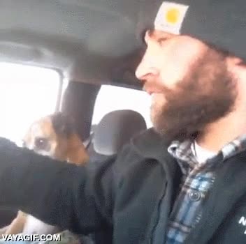 cara de perro,enfadada,mirada de la muerte,perro,enfado,conducir,coche