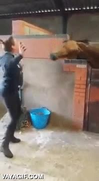 caballo,tiene,ritmo,tambien,bailar,headbanging,imitar,cuidadora,musica