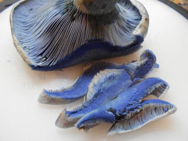 seta,color,azul,verde,huevos,revueltos,tortilla a cachos,colorante natural,de toda la vida azul y amarillo da verde