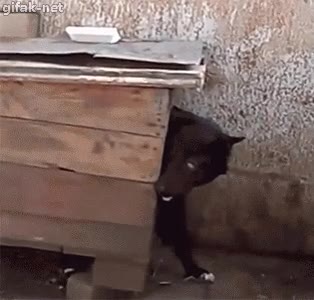 ni&ntilde;a,perro,caseta,atemorizado