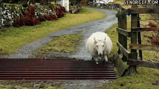 oveja,cruzar,puente,despacio,con cuidado,paso de madera