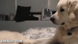 gato,perro,empujar,tirar de la cama,mira lo que he hecho humano