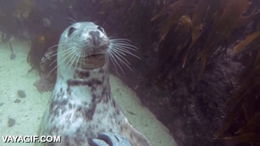 foca,leon marino,como un perro en el agua,dejarse acariciar,amigo,submarinista