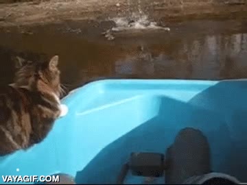 Ya estamos casi, yo creo que llego a la orilla de un salto, ¡ahora veréis! saltar,orilla,gato,lancha,barca a pedales,impaciente,quedarse algo corto,salto
