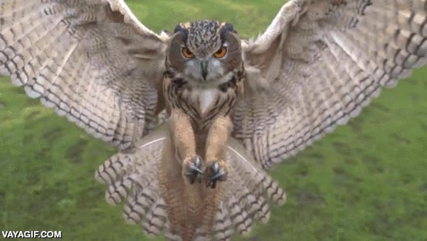 buho,lechuza,garras,ave,raton,gorpo,primera persona