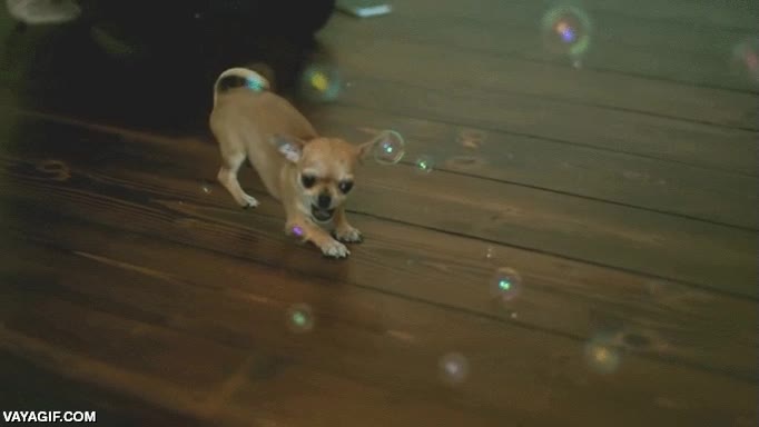 perro,perrito,casi rata,chihuahua,burbujas,pompas,jab&oacute;n,atacar,morder