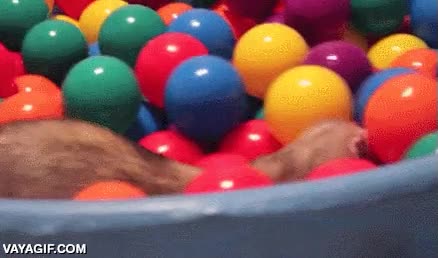 huron,hurones,piscina de bolas,jugar,juguetes,como niños pequeños
