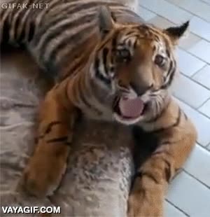 tigre,morder,perro,lengua,vivir al límite,podría comerle sin despeinarse