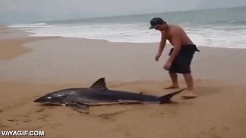 le ayudas para que luego te coma,salvar,tiburon,varado,orilla,playa,estirar,arrastrar,al agua