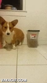 miedoso,corgi,esconderse,no gustar,limon,perro,miedo