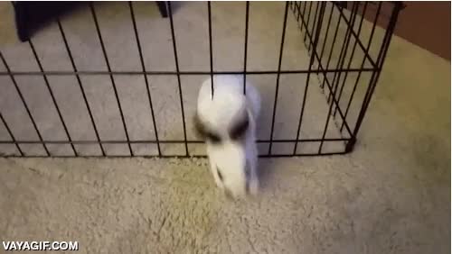 conejito,jaula,valla,escapar,prison break