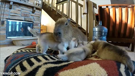 capibara,cachorros,lobos,perros,huskys,animales