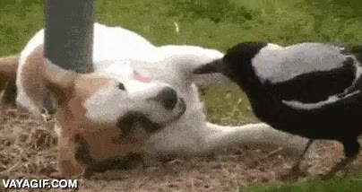 urraca,perro,jugar,amigos