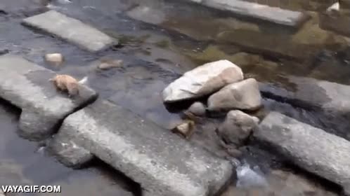 perro,agua,rio,corriente,como tirarse la pelota el solo,esperar,jugar