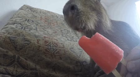 helado,capibara,comer,con gusto,polos