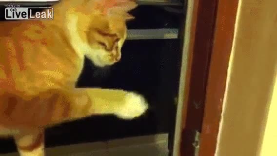 arcada,asco,bicho,stink bug,apestoso,no toques