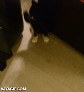 entrar,flechado,gatito,cachorro,retirada,huir,dar media vuelta