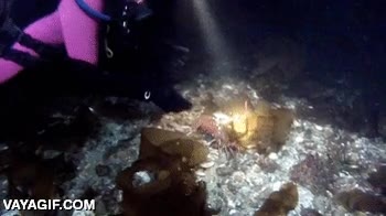 langosta,velocidad,muy rapidas,yo tampoco me lo esperaba,submarinista