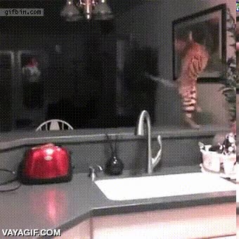 gato,susto,tostada,salto,caida,saltar,sobresalto